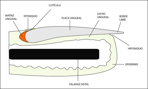 UÑA
