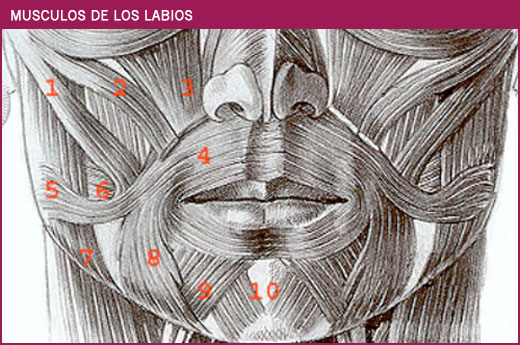 MUSCULOS DE LOS LABIOS