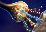 La cosmtica inteligente: pptidos, biopptidos y pptidos biomimticos
